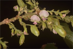 Flemingia paniculata